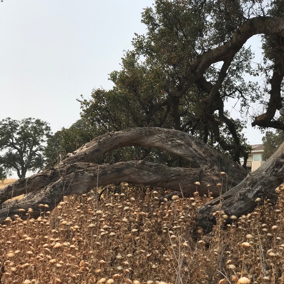 Ri Lo - Picture 1 of 1